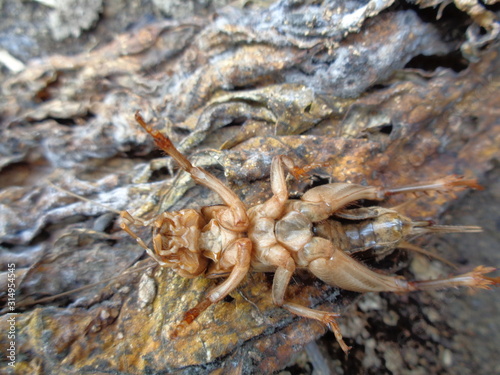 Tarbinskiellus portentosus or Brachytrupes portentosus  big head cricket  large brown cricket  short-tail cricket  gangsir  gasir  in the nature