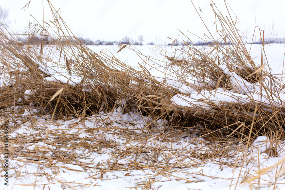 Winter, field with dry grass covered with white snow Winter, field with dry grass covered with white snow