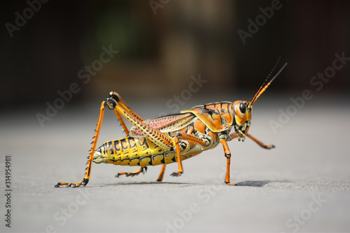 A yellow cricket  © EC