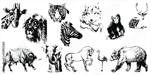 Hand drawn wild animals. Vector isolated on a transparent background