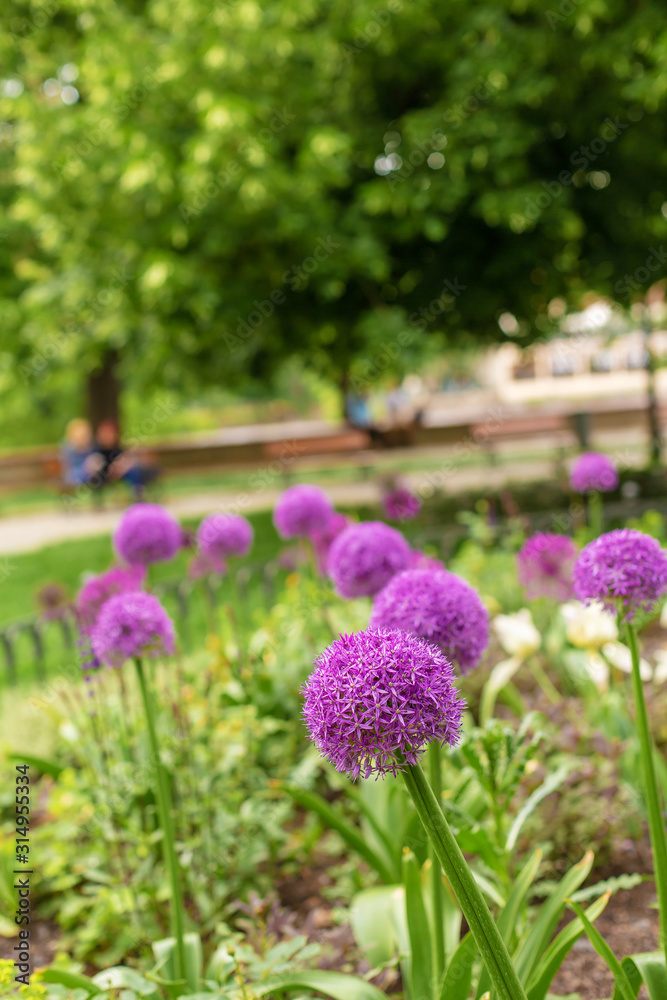 Obraz premium Onion blossoms, purple flowers in the flowerbed