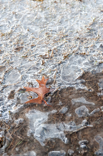 single oak leaf in melting ice