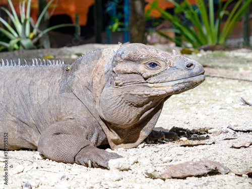 Rhinoceros iguana in Dominican Republic