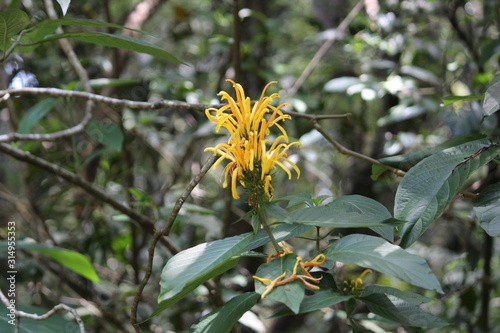 FLORES FLOWERS NATURE