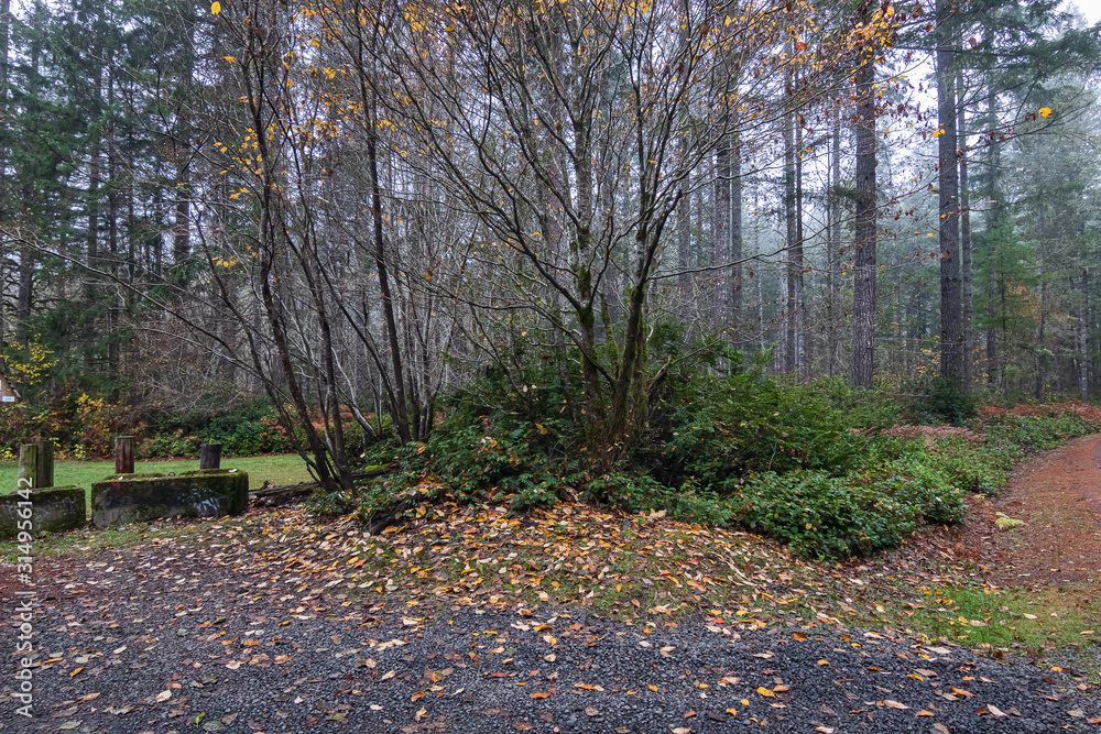 desciduous trees with srrubs and leaves at forest trailhead desciduous trees with srrubs and leaves at forest trailhead