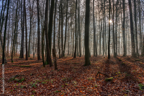 The sun penetrates the fog in the forest and conjures up contrasting shadows in the landscape