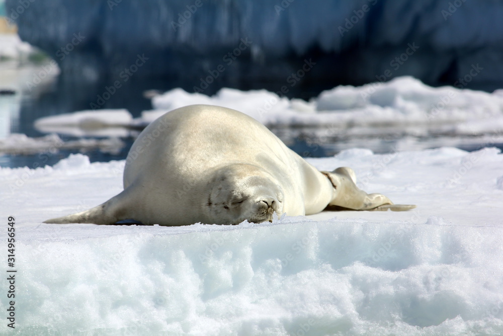 Naklejka premium Crabeater Seal