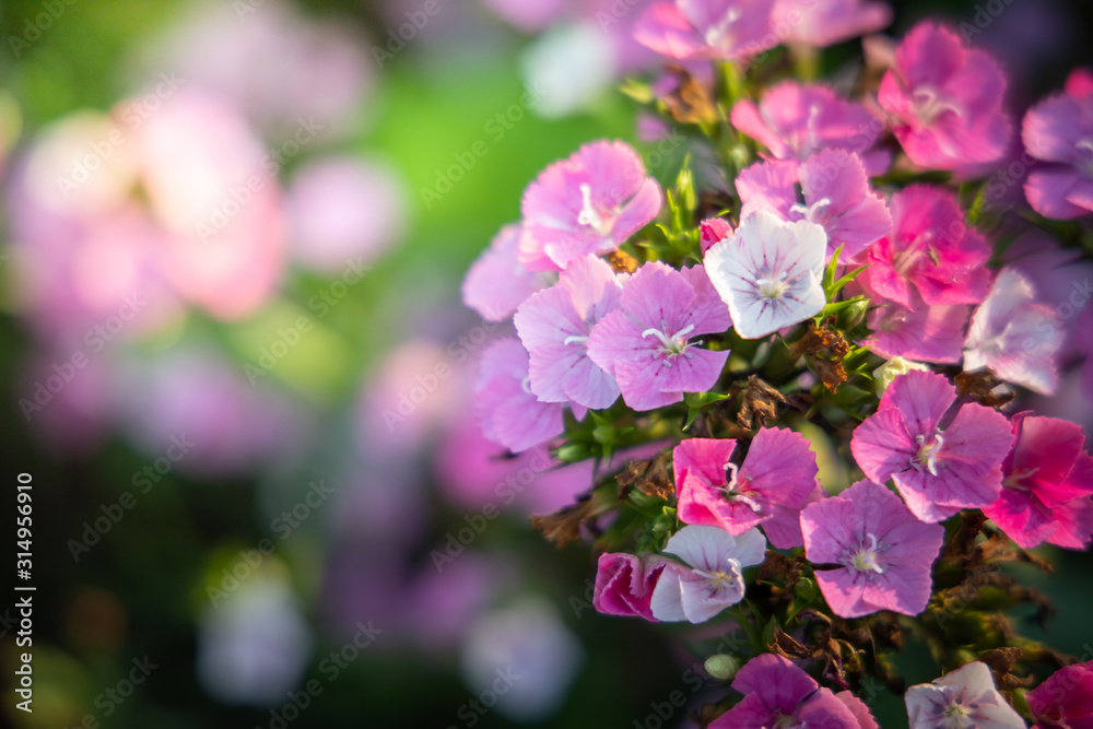 The background image of the colorful flowers The background image of the colorful flowers