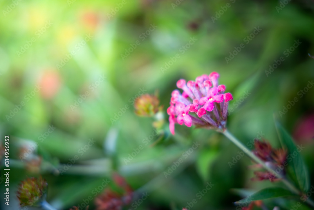 The background image of the colorful flowers The background image of the colorful flowers