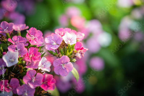 The background image of the colorful flowers