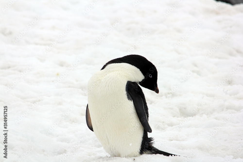 Fototapeta premium Cute Adelie Penguin