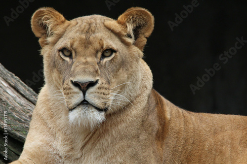 Serious Lion 