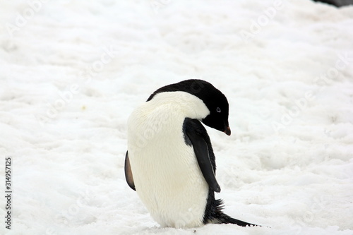 Cute Adelie Penguin