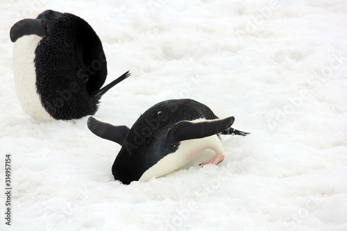 Adelie Penguin with Head in Snow