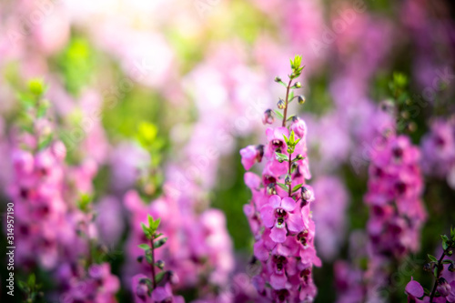 The background image of the colorful flowers