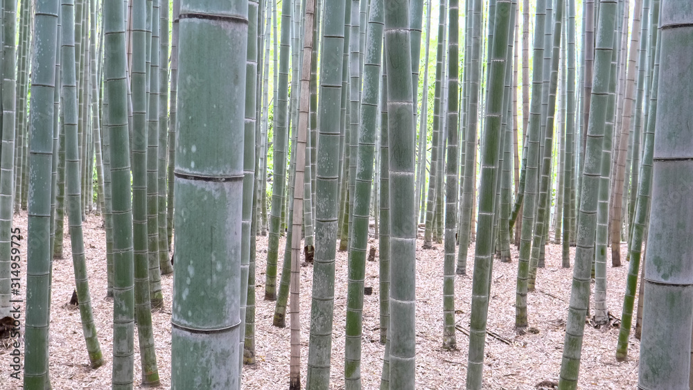 bamboo plants at arashiyama bamboo forest in kyoto bamboo plants at arashiyama bamboo forest in kyoto