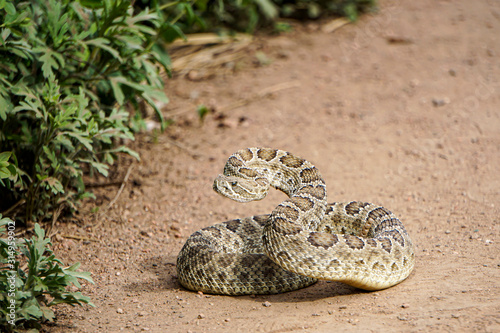 Coiled rattlesnake at trail edge near Roxborough, Colorado photo