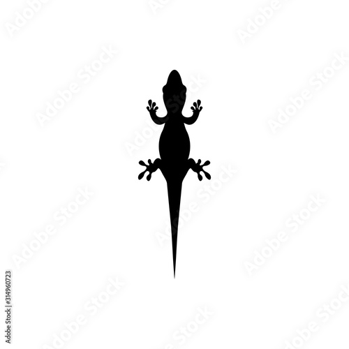 lizard vector 