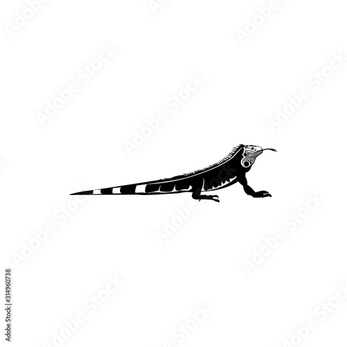 iguana vector