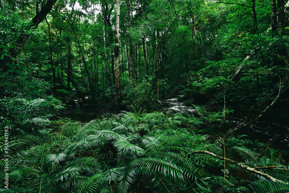 Foto Stock Tropical fern bushes background lush green foliage in the rain  forest with nature plant tree and waterfall stream river - Green leaf  floral backdrops well as tropical and jungle themes