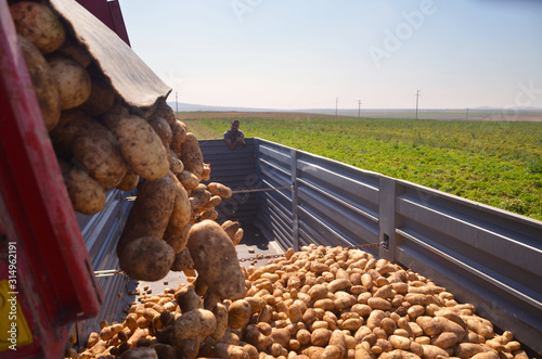 Konstfotografi The potatoes are discharged from the agricultural machinery to the trucks