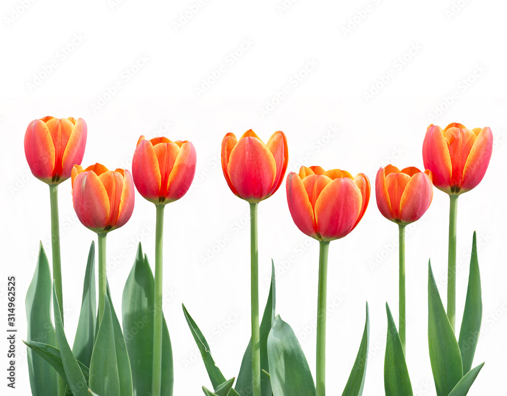  tulip flowers in a row isolated on white background