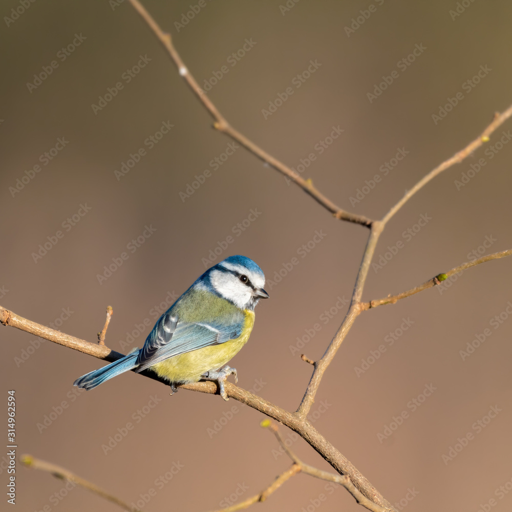 Obraz premium Eurasian blue tit Perched in a Tree 