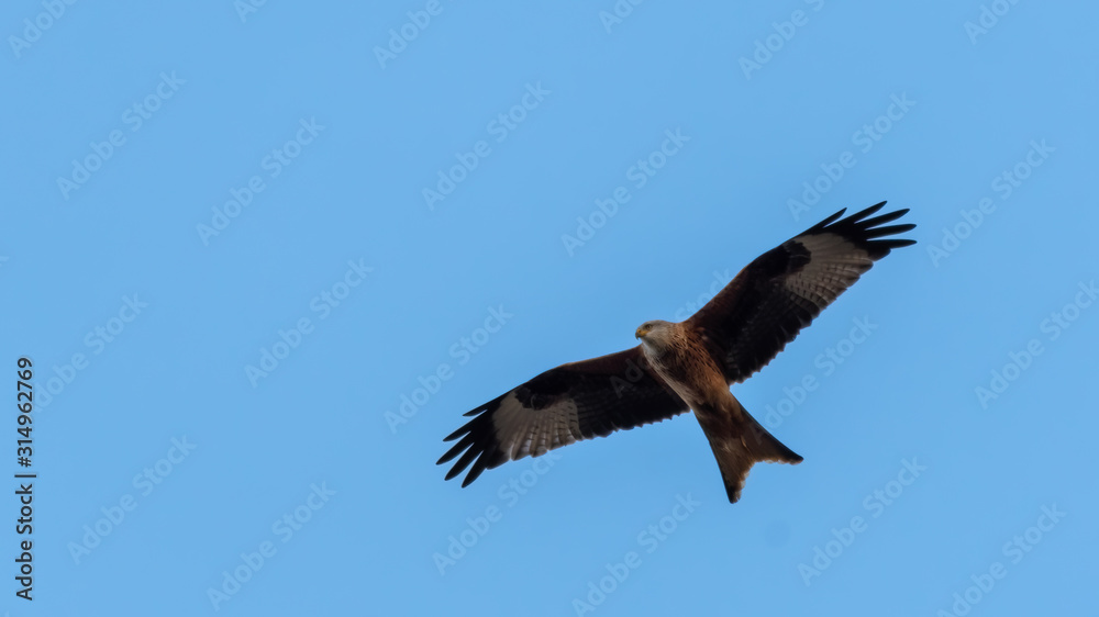 Majestic Red Kite in Flight