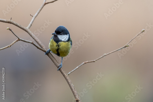 Great Tit Perched in a Tree