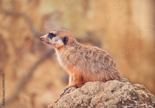 Meerkat on a Rock