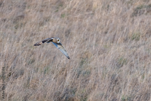 Short Eared Owl in Flight © Ian
