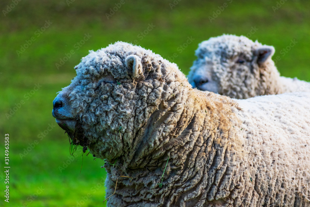 Obraz premium Olde English Babydoll Southdown unsheared hornless sheep on green grass meadow. The sheep are used to clear the grounds and underbrush at the winery's vineyards