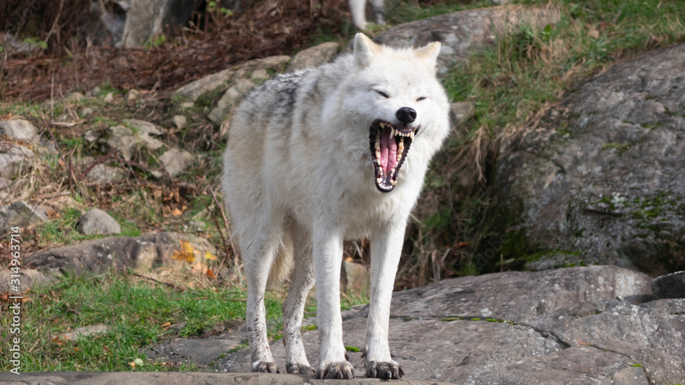 An arctic wolf in the woods An arctic wolf in the woods