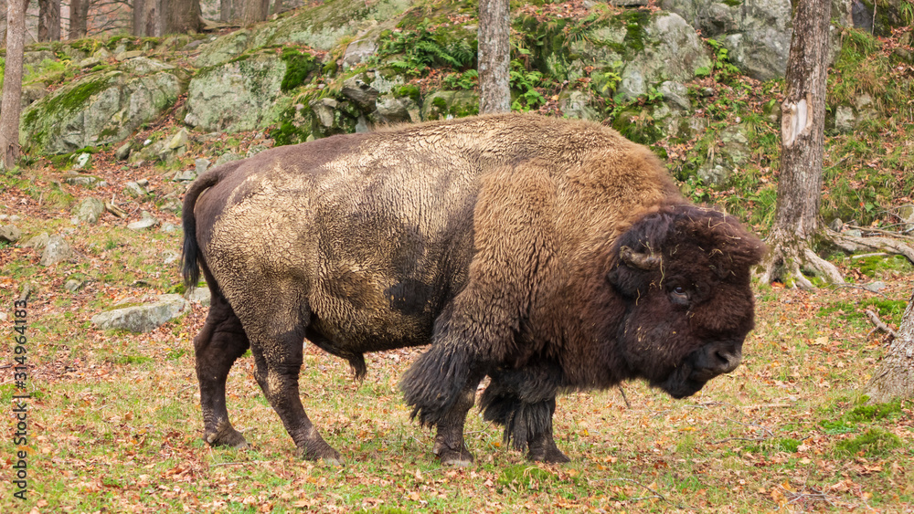 A large bison A large bison
