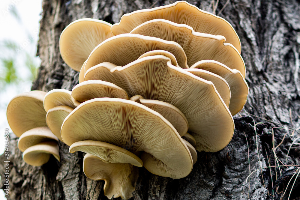 Seta Stock Photo | Adobe Stock