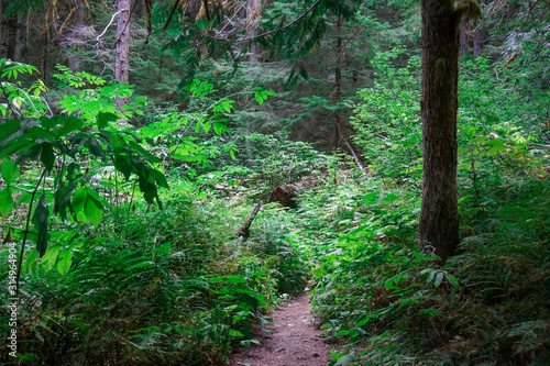 Lush forest in North Cascades National Park