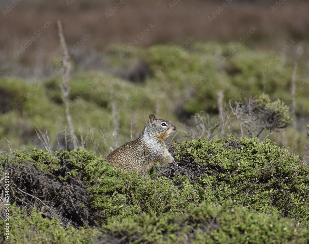 A California ground squirrel (Otospermophilus beecheyi) pops up among the scrub at Moss Landing Beach A California ground squirrel (Otospermophilus beecheyi) pops up among the scrub at Moss Landing Beach