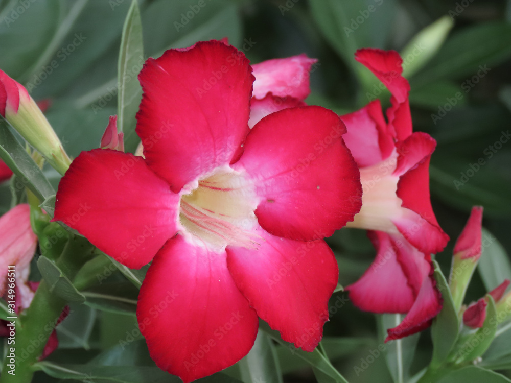 Spring Blossom Red Flower Surrounded by Green Leaves Spring Blossom Red Flower Surrounded by Green Leaves