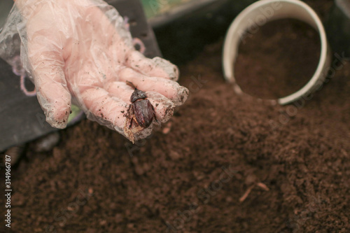 Asian girl holding rhinoceros beetle larvae on hand Edible palm weevil larvae motion in hand (Rhynchophorus phoenicis) , bizarre foods of Asia photo