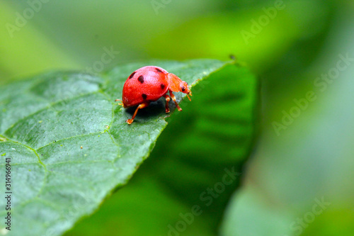 Although it is just a leaf, it is an oversized green arch bridge for the ladybug
