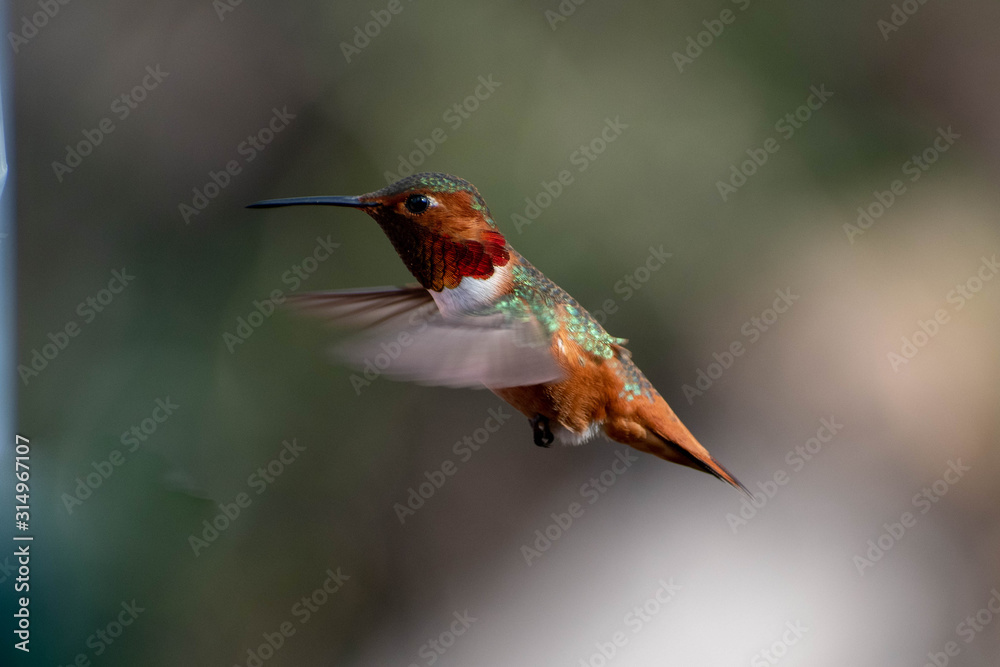 Naklejka premium Beautiful and colorful hummingbirds flying around a feeder