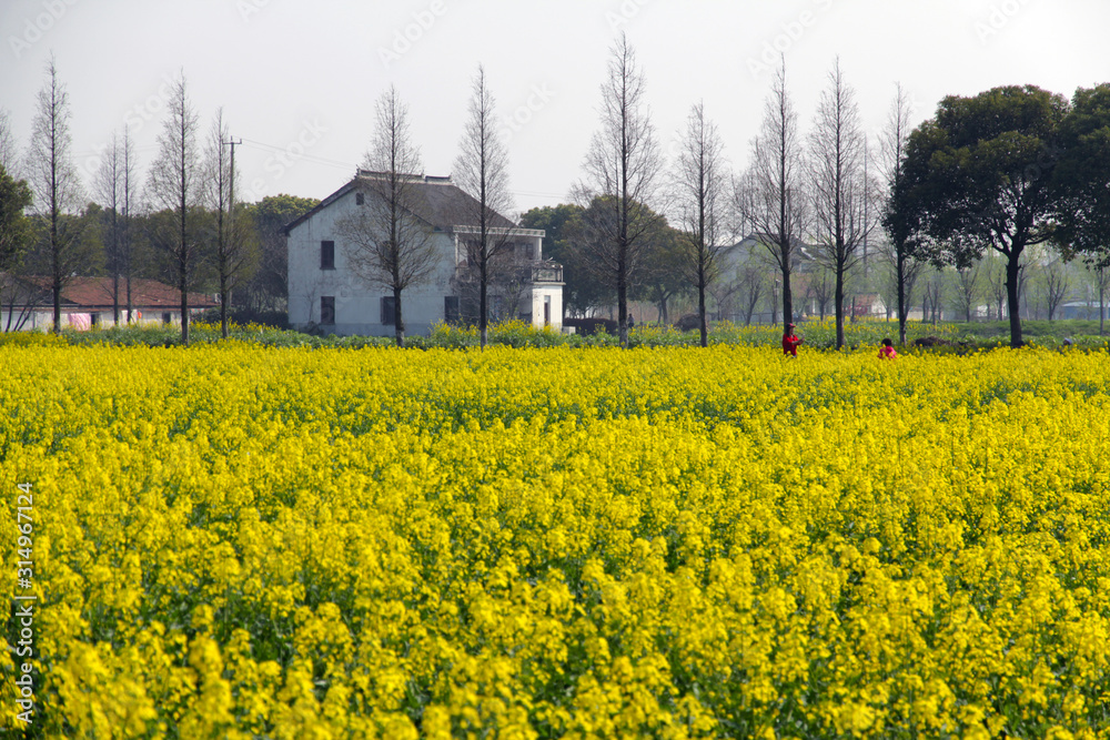 Beautiful rural scenery in Chinese spring season