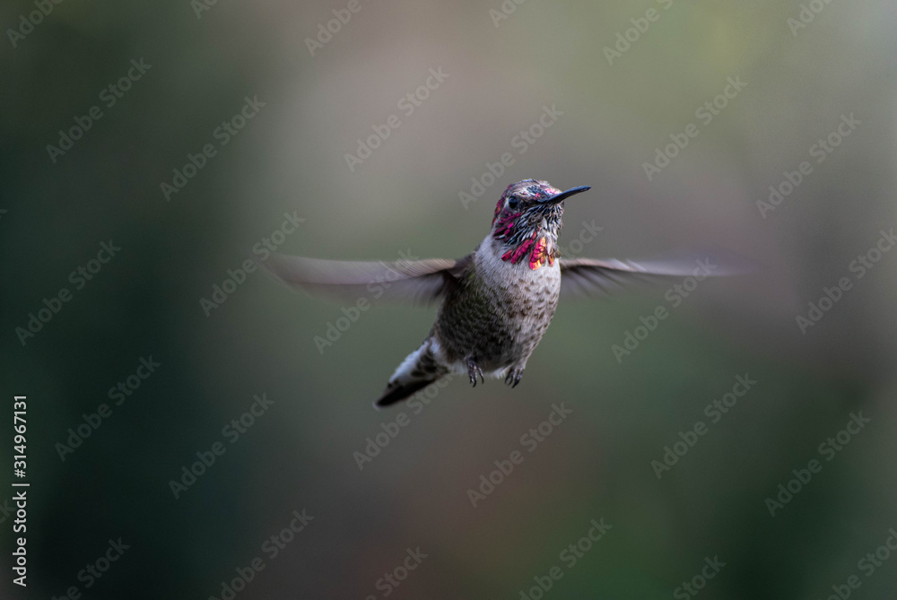 Fototapeta premium Beautiful and colorful hummingbirds flying around a feeder
