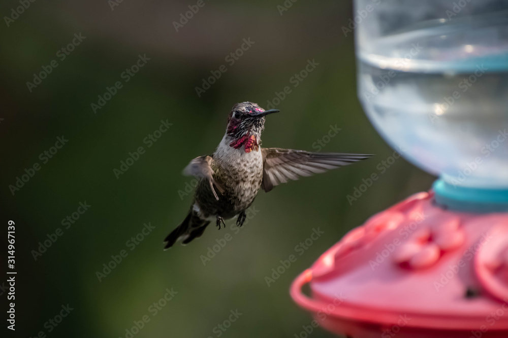 Obraz premium Colorful hummingbirds in flight and feeding during the spring