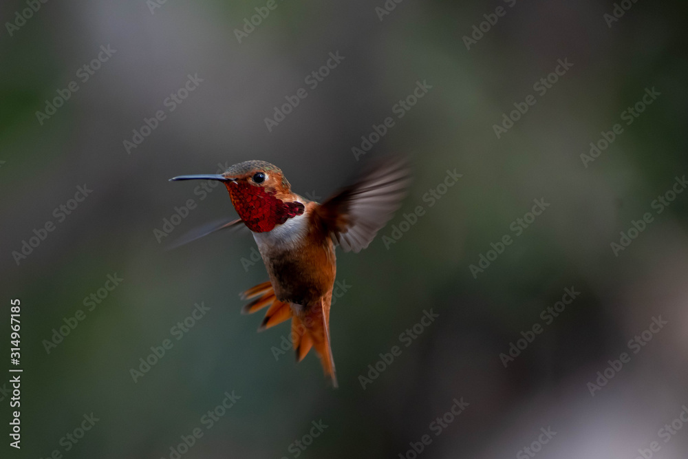 Naklejka premium Beautiful and colorful hummingbirds flying around a feeder