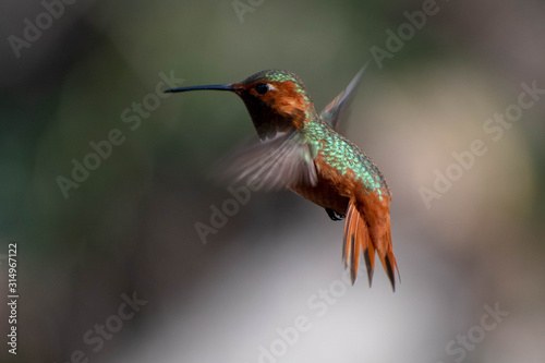 Beautiful and colorful hummingbirds flying around a feeder © Chris Rubino