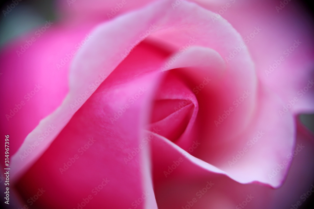Light pink romantic and beautiful rose Light pink romantic and beautiful rose