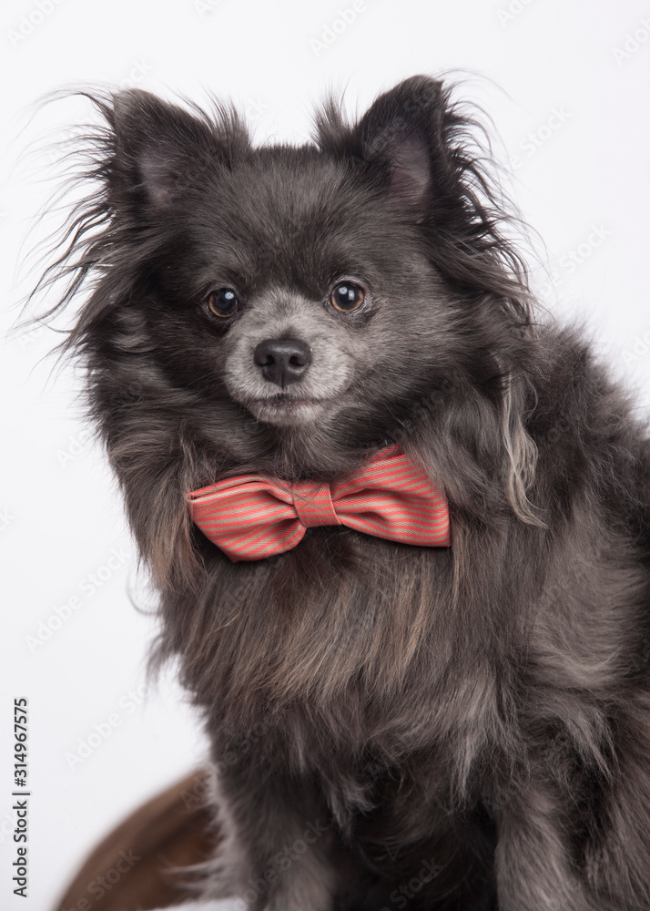 Pomeranian Photo Shoot Pomeranian Photo Shoot