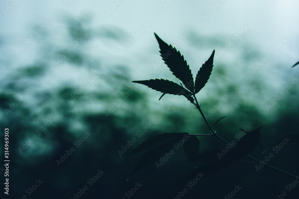 Fototapeta premium Marijuana cultivation Cannabis