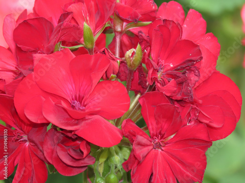 Spring Flowers Several red flowers and their grouped variations